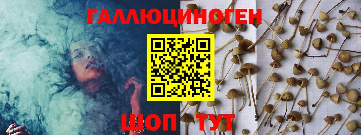 Галлюциногенные грибы Psilocybe Сальск